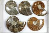 Lot: Polished Ammonites ( - ) - Pieces #101594-1